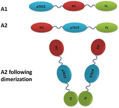 Increased Potency of a Bi-specific TL1A-ADAM17 (TACE) Inhibitor by Cell Surface Targeting